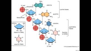 polymerization of nucleotide [upl. by Premer419]