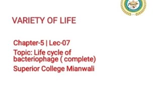 Lytic and Lysogenic Cycle of Bacteriophages  Life cycle of Bacteriophages 11 Class Biology [upl. by Horton]