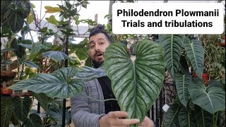 Growing Philodendron Plowmanii tips I learnt along the way [upl. by Eahs]