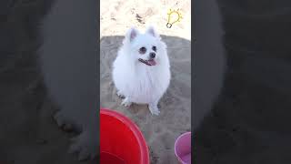 Have you ever seen The little mermaid dog nico funnydog funny funnypuppy [upl. by Saltzman]