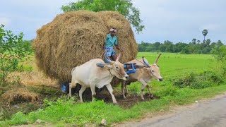 Bullock Cart Heavy loaded Straw and bullock cart pulling performance  Bullock ride [upl. by Valleau]