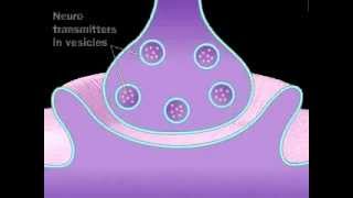 Neuronal Synaptic Cleft  A Level Biology [upl. by Fitts]