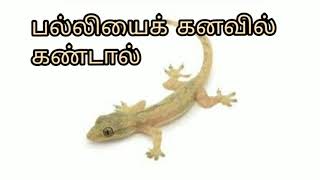 பல்லியைக் கனவில் கண்டால் என்ன பலன்pallyai kanavil kandal enna palan  lizard in dreamAnitas clips [upl. by Leonelle]