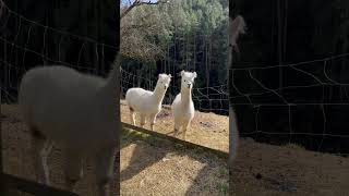 Alpacas in Austria [upl. by Amelita]