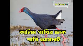 কালিম পাখির ডাক  বুরি পাখির ডাক  কালিম পাখি  Western swamphen Bird Call audio  kalim pakir duk [upl. by Chad]