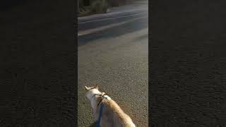 Leash Trained Cat Crosses Street [upl. by Kristoffer]