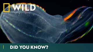 Worlds Deadliest Jellyfish Comb Jellies  Deadliest Month Ever  National Geographic Wild UK [upl. by Whalen]