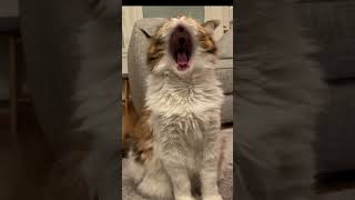 Maine coon cat yawns [upl. by Noirred512]