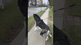 reactive dog owners I see you doing your best🫶 husky dogvideos [upl. by Ahsiuqal328]