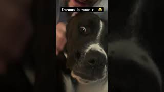 This is the funniest thing to do to our dog Happy 😂 funnydogvideos sleepingdogs dogshorts [upl. by Aksel211]