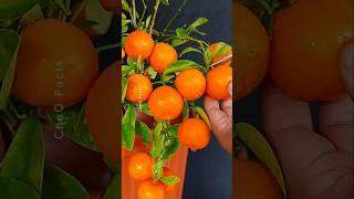 How to Grow Oranges at Home 🍊 Plants shorts farming [upl. by Schreib]