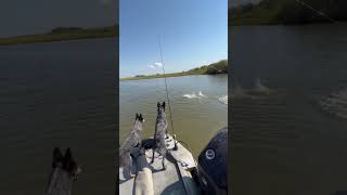 Crank em in fishingvideo fishing fish beachfishing [upl. by Tengler]