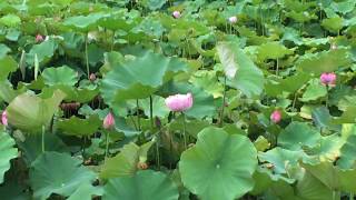 Lotus Pond 植物園荷花池 荷花就是蓮花 [upl. by Nettirb]