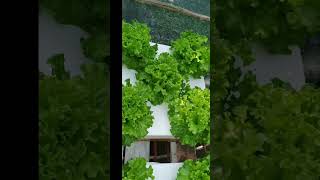 checkout my Hydroponically grown lettuce hydroponics kratkymethod thankyouforwatching [upl. by Semela]