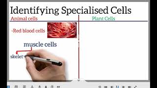 Form 3 Combined Science Chapter 1 Intro Cells and Levels of Organization [upl. by Apoor]