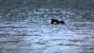 Juodakaklis naras Gavia arctica Blackthroated Diver [upl. by Chester]