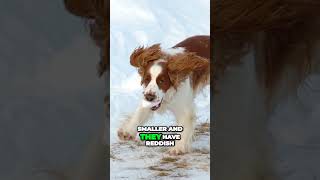 Recognize the Welsh and English Springer Spaniel [upl. by Meelas]