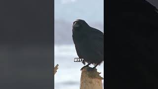 Why do crows collect shiny objects wildlife wildanimals crows [upl. by Ahseinek]