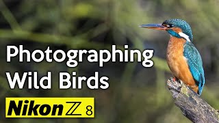 Photographing wild birds and kingfishers with my Nikon Z8 [upl. by Ennovy]