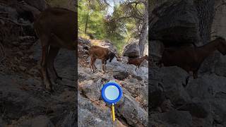 Funny Wild Mallorcan Goat Family cute animals nature travel mountains spain goat funny song [upl. by Bridge688]