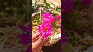 Beautiful moss Rose youtubeshorts flowers likesubscribe [upl. by Porush]