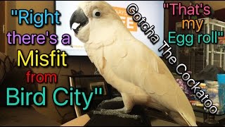 A weird Cockatoo conversationlol subtitled [upl. by Ardried358]