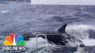 Watch Killer whale attack caught on camera near Morocco [upl. by Dieter614]