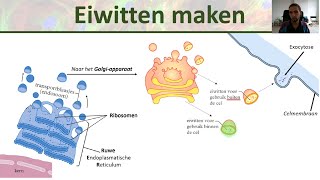 Celorganellen  ER Golgi systeem en meer  Binas 79 D  Inleiding biologie 2 [upl. by Meingolda]