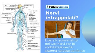 Nervi in trappola Liberali con PosturaCorretta la Mobilizzazione del sistema nervoso periferico [upl. by Goeselt417]