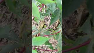 Inhambuchororó nature naturephotography birdfeeders birdnesting birdmigration [upl. by Beedon]