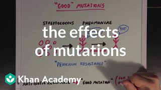 The effects of mutations  Biomolecules  MCAT  Khan Academy [upl. by Eiramana]