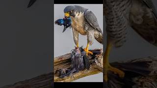 Peregrine Falcon Worlds Fastest Bird in Action [upl. by Ursel]