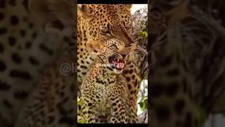 Mother jaguar is faded with Alpha generation 🥴 cute animals [upl. by Russon81]