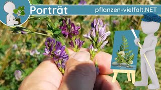 🖼️ Porträt 163  Saat Luzerne  Alfalfa Medicago sativa  WildpflanzenSteckbrief Essbar [upl. by Eisiam]