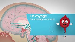 le voyage du message sensoriel [upl. by Nhguahs]