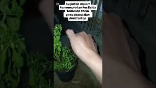 Penyemprotan Pestisida Tanaman Cabai Rawit gardening minikebun [upl. by Inaniel]