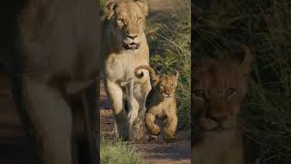 Lions and cubs [upl. by Arramas]