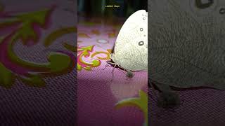 butterfly shortsfeed youtubeshorts shorts short shortvideo shortsvideo ytshorts nature [upl. by Enyamrahc]