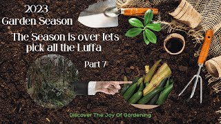 How to grow Luffa  season end pick them green [upl. by Cheatham]