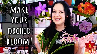 The trick to making Orchids bloom  Orchid Care for Beginners [upl. by Avigdor]