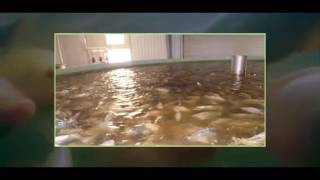 Dangers of Eating Farmed FishTilapia [upl. by Brewster885]