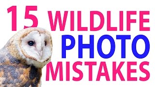 15 Wildlife Photo Mistakes 😱 [upl. by Einnej674]