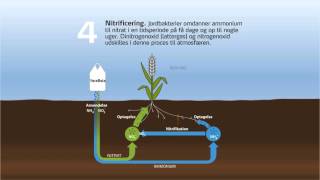 Omdannelse af kvælstofsholdige gødninger i jorden [upl. by Leinehtan]
