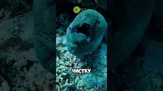 это рыба чистюля 😱🐠 животные милыеживотные [upl. by Greerson]