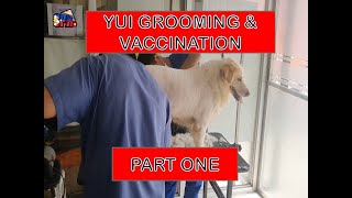 EP13 P08  PART ONE OF YUIS GROOMING AND VACCINATION [upl. by Aelahs]