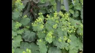 Alchemilla mollis Ladys Mantle [upl. by Dirgis922]