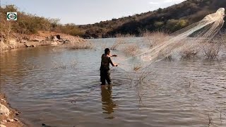 estos arroyuelos llenos de tilapias gigantescas entre los arbustos secos dentro del agua [upl. by Yaakov]