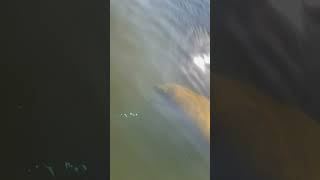 Manatee Tours Miami manatees swimming by SUP board [upl. by Eniortna]