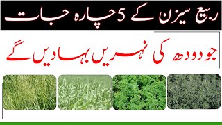 High yielding fodders of Rabi seasonHighly nutritious foddersسردیوں کے پانچ بہترین چارے [upl. by Anilek67]