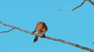 American Kestrel with Ruby crowned Kinglet [upl. by Sidras]